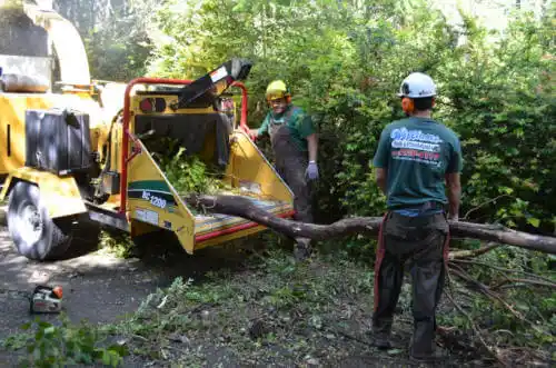 tree services Rio